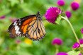 monarch butterflies, monarch, butterflies, monarchs, monarch butterfly larvae, monarch habitat, monarch butterfly extinction, endangered butterflies,