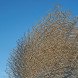 2015 milan expo, milan expo, uk pavilion, wolfgang buttress, beehive-inspired, bee inspired structure, bee inspired building, uk design, british design, importance of bees, importance of pollinators, led lighting, beehive-controlled lights, bee controlled lights, bee controlled leds