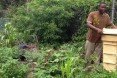 Food Forest, Backyard Gardening, Permaculture Design, Exotic Fruits, Boston Urban Agriculture