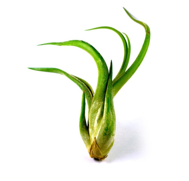 Vivien Muller, Vivien Muller 3D design, Vivien Muller creative commons, Mangrover, Vivien Muller mangrover, 3D printed planters, 3d printed plant pots, 3d printing design, 3D printing ideas, 3d printing designs, reader submissions