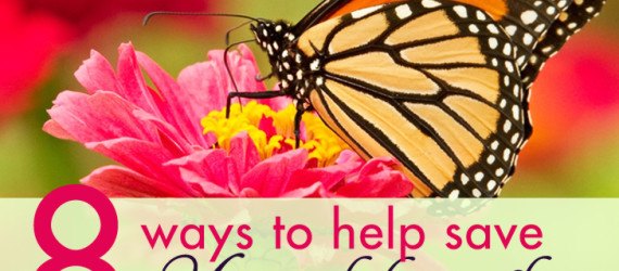 monarch butterflies, monarch, butterflies, monarchs, monarch butterfly larvae, monarch habitat, monarch butterfly extinction, endangered butterflies, milkweed, plant milkweed, milkweed flowers, save butterflies, help to save Butterflies
