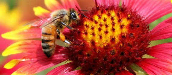 bees, bumblebees, honey bees, neonicotinoid pesticides, pesticides and bees, bees affected by pesticides, bees addicted to nicotine