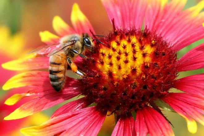 bees, bumblebees, honey bees, neonicotinoid pesticides, pesticides and bees, bees affected by pesticides, bees addicted to nicotine