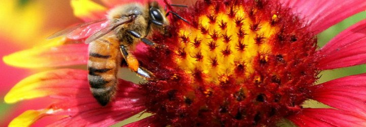 bees, bumblebees, honey bees, neonicotinoid pesticides, pesticides and bees, bees affected by pesticides, bees addicted to nicotine
