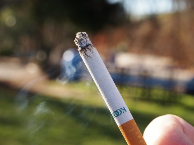 bees, bumblebees, honey bees, neonicotinoid pesticides, pesticides and bees, bees affected by pesticides, bees addicted to nicotine