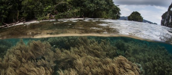 tackling climate change, reverse biodiversity loss, climate change, carbon markets, worldwide land use, damage caused by humans, local biodiversity, new study nature journal,