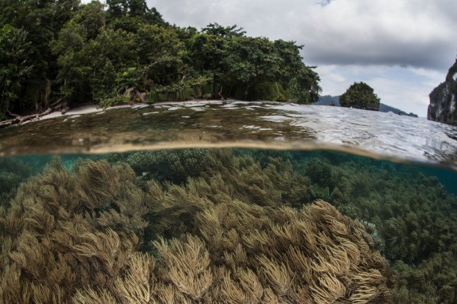 tackling climate change, reverse biodiversity loss, climate change, carbon markets, worldwide land use, damage caused by humans, local biodiversity, new study nature journal,