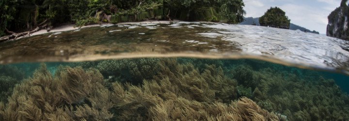 tackling climate change, reverse biodiversity loss, climate change, carbon markets, worldwide land use, damage caused by humans, local biodiversity, new study nature journal,