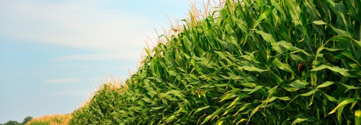 corn farmlands disturb grasslands, grasslands disturbed by corn farming, biofuels causing carbon dioxide emissoins, corn and soy production, monoculture crops creep into grasslands
