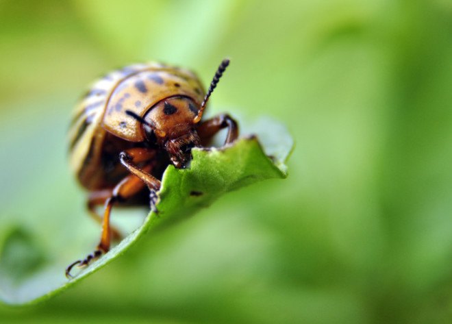 tackling climate change, reverse biodiversity loss, climate change, carbon markets, worldwide land use, damage caused by humans, local biodiversity, new study nature journal,