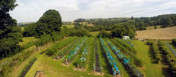 furniture, grown furniture, furniture grown in field, gavin munro, full circle furniture, furniture grown like crops, crop grown furniture, art furniture, green furniture building, furniture design, table design, chair design, grown chairs, grown tables, tree lamps, tree chairs, tree tables