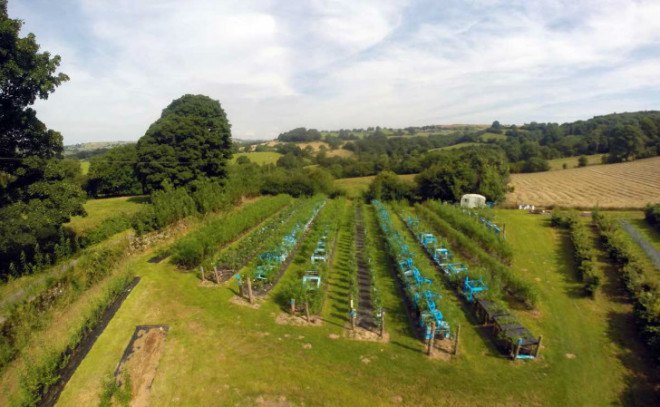 furniture, grown furniture, furniture grown in field, gavin munro, full circle furniture, furniture grown like crops, crop grown furniture, art furniture, green furniture building, furniture design, table design, chair design, grown chairs, grown tables, tree lamps, tree chairs, tree tables