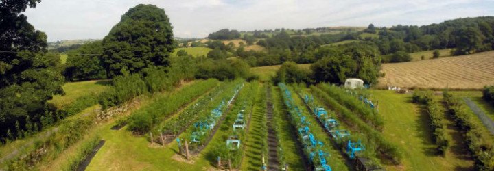 furniture, grown furniture, furniture grown in field, gavin munro, full circle furniture, furniture grown like crops, crop grown furniture, art furniture, green furniture building, furniture design, table design, chair design, grown chairs, grown tables, tree lamps, tree chairs, tree tables
