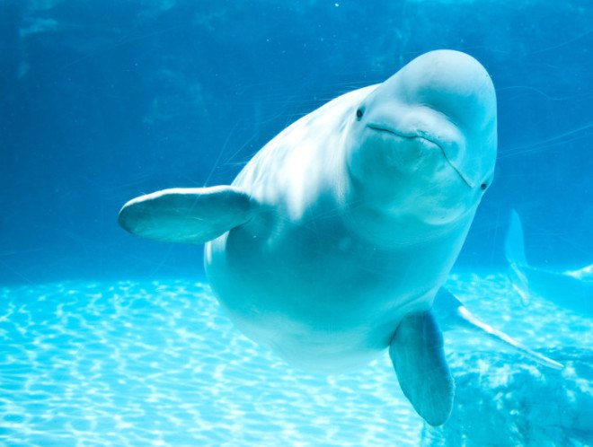 trans canada stops construction, halts pipeline construction, endangered belugas, beluga whales endangered, alberta tar sands, canadian oil pipline, fossil fuel energy, environment,