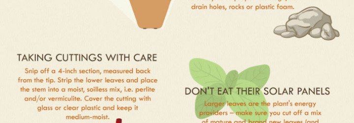 Infographic, herb garden, windowsill herb garden, indoor herb garden, how to grow an herb garden, herb garden tips, reader submitted content