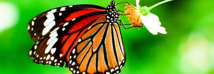 monarch butterflies, monarch butterfly population, butterfly population decline, monarch butterflies endangered, insecticides and butterflies, neonicotinoid insecticides, effects of neonicotinoids, farming pest control, agriculture pest control, killing butterflies
