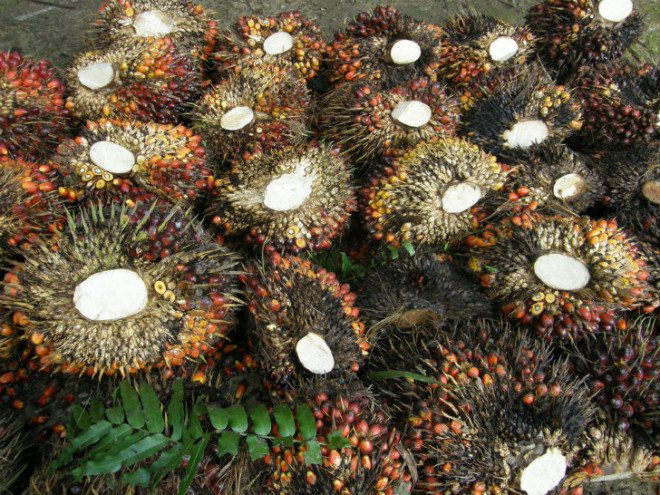 palm oil, orangutans, deforestation, indonesia, malaysia, indonesia palm oil, palm oil sourcing, sources of palm oil, KFC, Taco Bell, Pizza Hut, Yum! Brands, Sustainable Palm Oil Manifesto