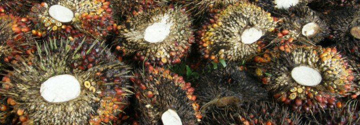 palm oil, orangutans, deforestation, indonesia, malaysia, indonesia palm oil, palm oil sourcing, sources of palm oil, KFC, Taco Bell, Pizza Hut, Yum! Brands, Sustainable Palm Oil Manifesto