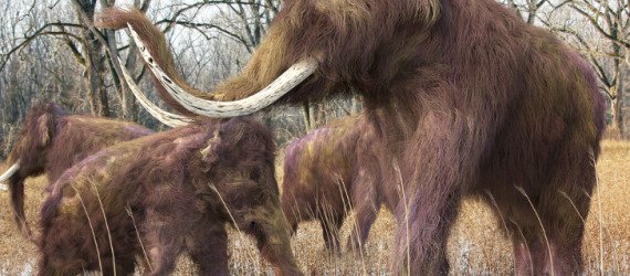 a woolly mammoth family