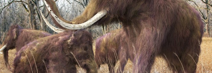a woolly mammoth family