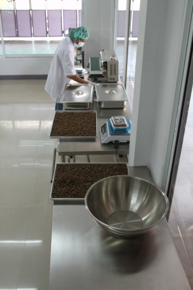 Edible insects, cricket flour, insect flour, sustainable food, conservation, EIF Thailand, crickets, insect farming, protein, sustainable protein, Chiang Mai