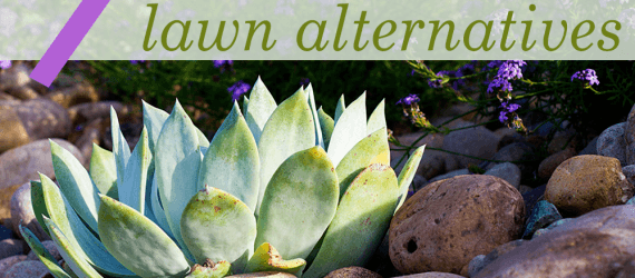 california drought, xeriscaping, sustainable gardening, drought-friendly gardening, landscape design, drought-friendly landscaping, cactus gardens, cacti, succulent garden, rock pavers, sagebrush, eco-friendly lawn alternatives, water-saving lawn alternatives, xeriscaping, landscaping, garden, drought, low water, sustainable, green, cactus, agave, desert