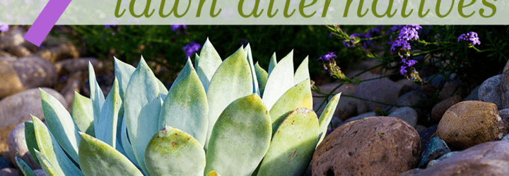california drought, xeriscaping, sustainable gardening, drought-friendly gardening, landscape design, drought-friendly landscaping, cactus gardens, cacti, succulent garden, rock pavers, sagebrush, eco-friendly lawn alternatives, water-saving lawn alternatives, xeriscaping, landscaping, garden, drought, low water, sustainable, green, cactus, agave, desert