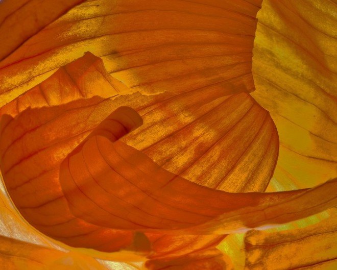 onion, onion skin, onion layer, transparent onion