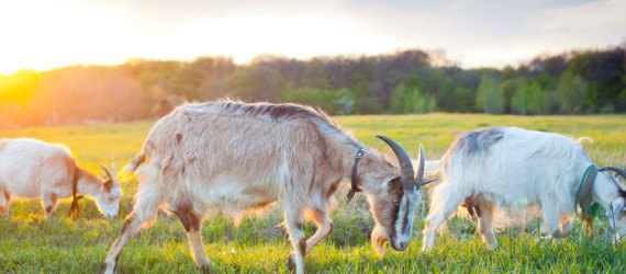 amazon, lawncare, goat grazing, herd of goats, hiring goats, renting goats, where to rent goats, natural lawncare, natural lawn mowing