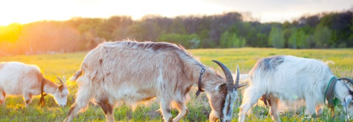 amazon, lawncare, goat grazing, herd of goats, hiring goats, renting goats, where to rent goats, natural lawncare, natural lawn mowing