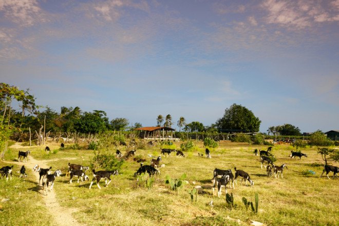 amazon, lawncare, goat grazing, herd of goats, hiring goats, renting goats, where to rent goats, natural lawncare, natural lawn mowing