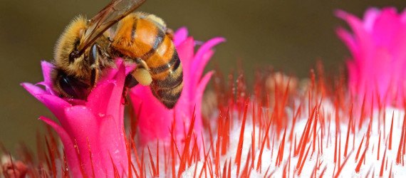 bees, bee die-offs, pollinator die-offs, bee informed, colony collapse disorder, threat to food supply, neonicotinoids, pesticides, President Obama, agriculture, US bee colonies, managed bee colonies, environmental news