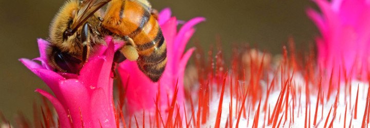bees, bee die-offs, pollinator die-offs, bee informed, colony collapse disorder, threat to food supply, neonicotinoids, pesticides, President Obama, agriculture, US bee colonies, managed bee colonies, environmental news