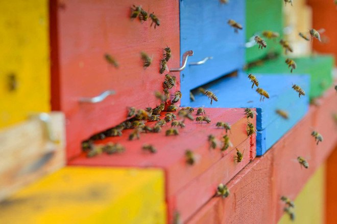 Bienenhaus #3, Massimiliano Dell'Olivo, bees, beekeeping, bee hives, apiary, honey, honeybees, wooden structure, Italy, Alps, small structures