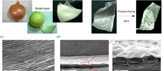 process, scientific process, onion muscle, drying onion