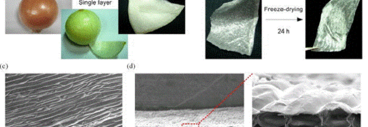 process, scientific process, onion muscle, drying onion