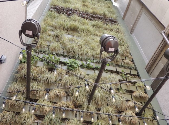 Pitchoun Bakery, PacMutual Campus, Los Angeles, vertical wall, green wall, living wall, vertical green wall, Los Angeles green space, downtown Los Angeles, Rising Realty Partners