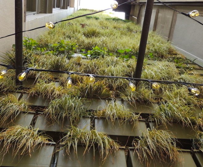 Pitchoun Bakery, PacMutual Campus, Los Angeles, vertical wall, green wall, living wall, vertical green wall, Los Angeles green space, downtown Los Angeles, Rising Realty Partners