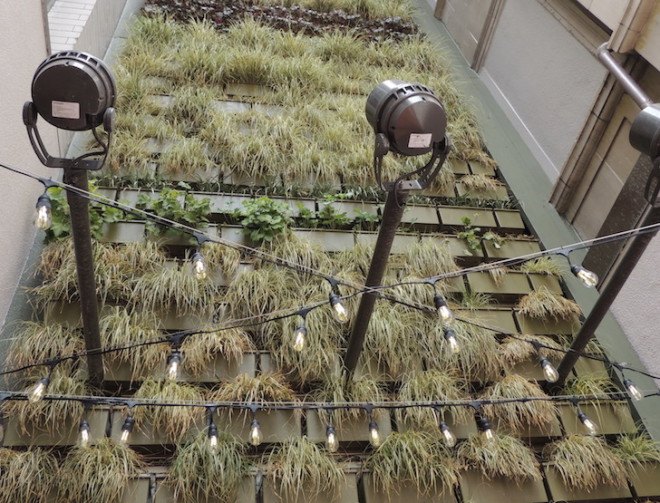 Pitchoun Bakery, PacMutual Campus, Los Angeles, vertical wall, green wall, living wall, vertical green wall, Los Angeles green space, downtown Los Angeles, Rising Realty Partners