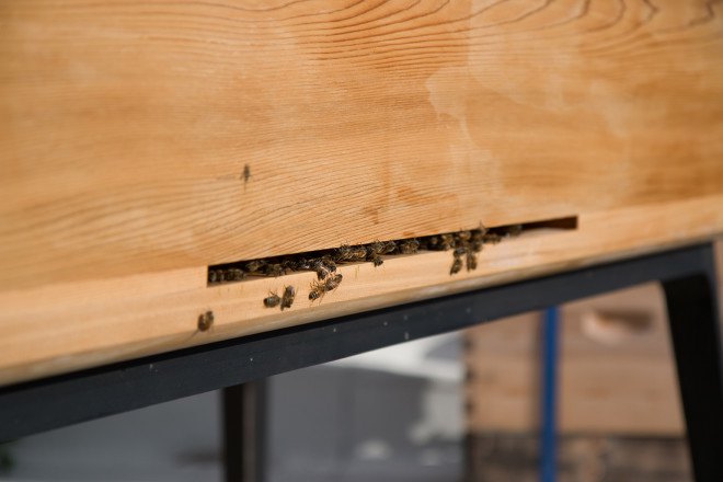 Project B, Project B beehive, urban bees, urban beekeeping, urban bees, beekeeping, backyard bees, bee keepers, bee populations, honey, honey bees, saving the bees