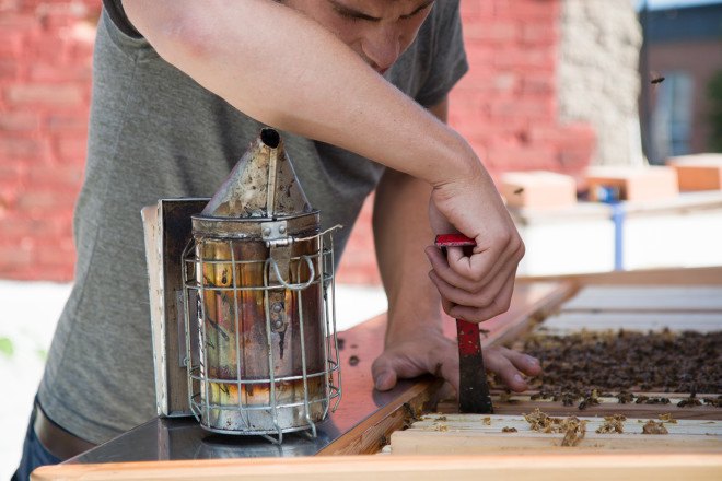 Project B, Project B beehive, urban bees, urban beekeeping, urban bees, beekeeping, backyard bees, bee keepers, bee populations, honey, honey bees, saving the bees