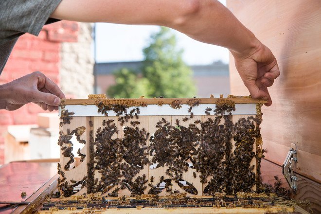 Project B, Project B beehive, urban bees, urban beekeeping, urban bees, beekeeping, backyard bees, bee keepers, bee populations, honey, honey bees, saving the bees