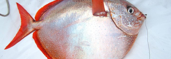 NOAA, NOAA Fisheries, Southwest Fisheries Science Center, world's first warm-blooded fish, warm-blooded fish, opah, moonfish, agile fish, predatory fish, science news, animals, conservation