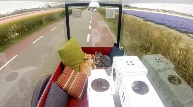 poopy cat, thomas vles, mushi and cheesy, amsterdam to london, bike amsterdam to london, cats on bike trip, cats on bike ride, bike ride stunt, uk launch poopy cat, recycled litterboxes, disposable litterboxes, recycled cat playhouses, modular cat playhouses, modular kitty playhouses, recycled kitty playhouses