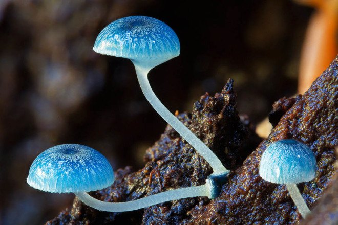 Steve Axford, fungi photos, magical fungi, glow in the dark, Northern Rivers, Australia, unseen fungi,