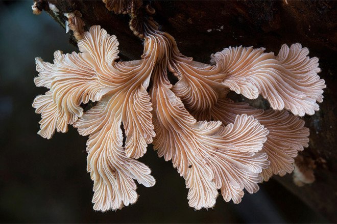Steve Axford, fungi photos, magical fungi, glow in the dark, Northern Rivers, Australia, unseen fungi,