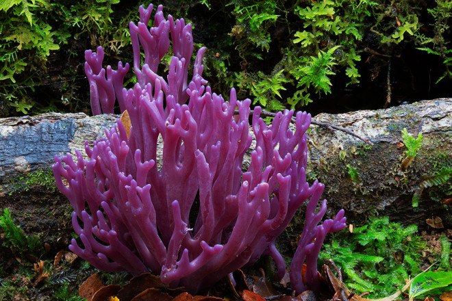 Steve Axford, fungi photos, magical fungi, glow in the dark, Northern Rivers, Australia, unseen fungi,