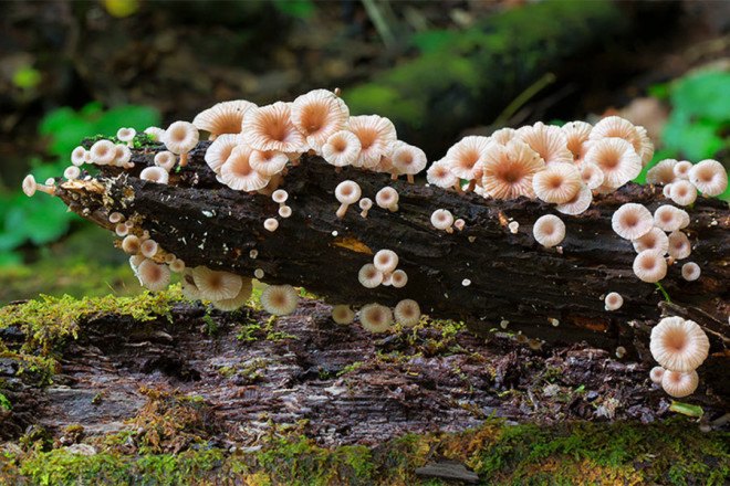 Steve Axford, fungi photos, magical fungi, glow in the dark, Northern Rivers, Australia, unseen fungi,