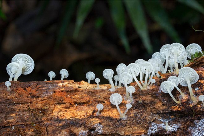 Steve Axford, fungi photos, magical fungi, glow in the dark, Northern Rivers, Australia, unseen fungi,