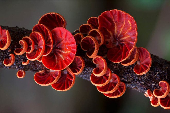 Steve Axford, fungi photos, magical fungi, glow in the dark, Northern Rivers, Australia, unseen fungi,